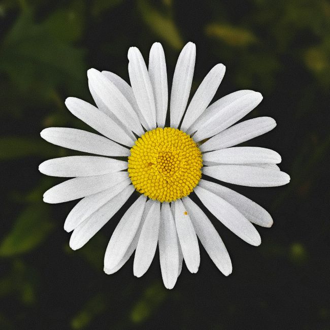 picture of a daisy flower